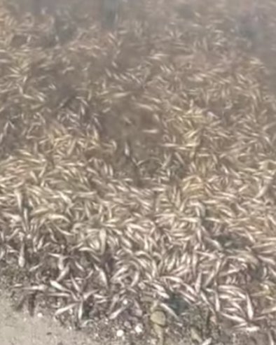 KATASTROFA U POLJSKOJ: U Odri više od 100 tona uginule ribe