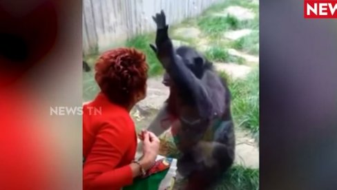 БИЗАРАН СЛУЧАЈ У БЕЛГИЈИ: Жена заљубљена у шимпанзу - забрањено јој да га посећује у зоо-врту, тврди привлачност је обострана (ВИДЕО)