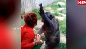 BIZARAN SLUČAJ U BELGIJI: Žena zaljubljena u šimpanzu - zabranjeno joj da ga posećuje u zoo-vrtu, tvrdi privlačnost je obostrana (VIDEO)