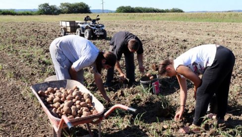 ЖЕЛИТЕ КРУПАН И ЗДРАВ КРОМПИР? Ово су кључни кораци за успешну производњу