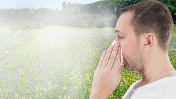 ВАЗДУХ ЈЕ ПУН ПОЛЕНА АМБРОЗИЈЕ: Повећана концентрација алергена потрајаће све до половине септембра