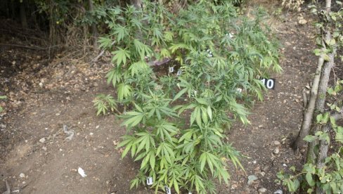 DROGA ISPRED VIKENDICE: Pirotska policija uhapsila uzgajivača marihuane