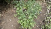 DROGA ISPRED VIKENDICE: Pirotska policija uhapsila uzgajivača marihuane