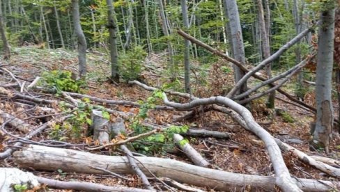 СЕКУ ШУМУ КАО СНОПЉЕ: Видрани оптужују шумско газдинство за крчење Гостеча