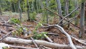 СЕКУ ШУМУ КАО СНОПЉЕ: Видрани оптужују шумско газдинство за крчење Гостеча