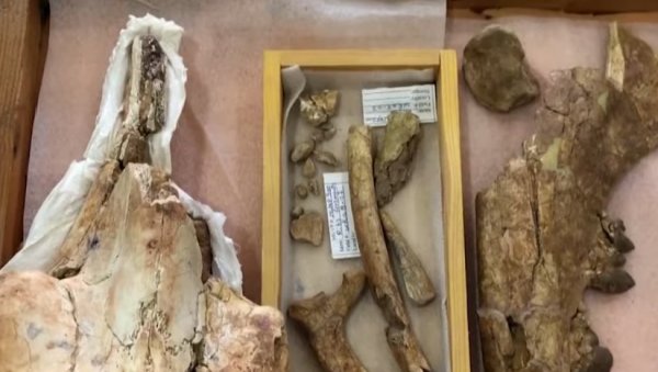 ВЕЛИКО ОТКРИЋЕ У ЕГИПТУ: Пронађен фосил четвороножног кита (ВИДЕО)
