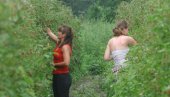 УНИШТЕНИ ЗАСАДИ ПОСКУПЕЛИ МАЛИНУ: Никад већа потражња за воћем које је пре шест година нашло погодно тло и у Бачкој