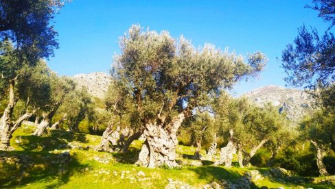 ЛОШ ПРИЛАЗ  ДО ЏИЏАРИНА: Један од највећих маслињака на црногорском приморју без адекватног пута