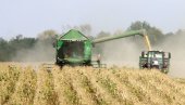 SUŠA DESETKOVALA ŽITARICE: Žetva kukuruza kreće za desetak dana, a soje i suncokreta zbog lošeg vremena prekinuta