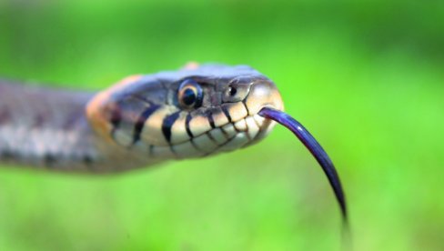 NEOBIČNO UBISTVO U INDIJI: Ubio ženu ujedom zmije