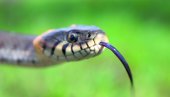 NEOBIČNO UBISTVO U INDIJI: Ubio ženu ujedom zmije