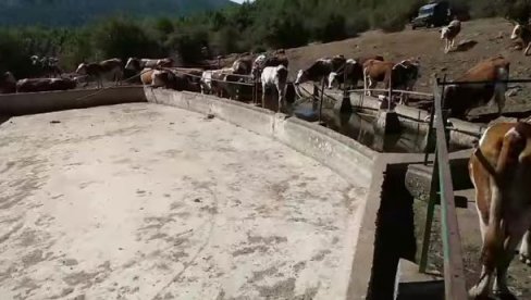 ЦЕЛА КРДА УМИРУ ДАНИМА ОД ЖЕЂИ: На Сувој планини пресушио једини извор, 800 крава и 200 коња пред скапавањем