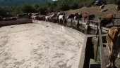 CELA KRDA UMIRU DANIMA OD ŽEĐI: Na Suvoj planini presušio jedini izvor, 800 krava i 200 konja pred skapavanjem
