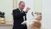 POSTUPAK ZA ISMEVANJE? Japanci traže da Putin vrati psa kojeg je dobio na poklon, jer im se ne sviđa predlog predsednika Rusije