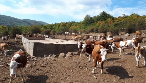 STIŽE VODA ZA  ŽEDNA GRLA: Ministarstvo poljoprivrede i opština Gadžin Han našli rešenje za iznemogle životinje