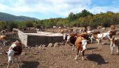 STIŽE VODA ZA  ŽEDNA GRLA: Ministarstvo poljoprivrede i opština Gadžin Han našli rešenje za iznemogle životinje