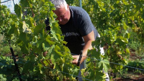 DOBRA GODINA ZA VINA: Počela berba novog roda grožđa u trebinjskim vinogradima