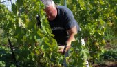 ДОБРА ГОДИНА ЗА ВИНА: Почела берба новог рода грожђа у требињским виноградима