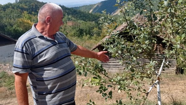 ВЕЛИКЕ МУКЕ ЗБОГ КОМШИЈА: Мештани куршумлијског села Ђаке жале се да им туђа стока упада у имања