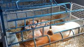 ZABRANA UVOZU IZ SRBIJE: Zbog opasne bolesti Crna Gora udarila rampu svinjskom mesu iz naše zemlje