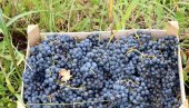 POŠILJKE PUNE PESTICIDA: Inspektorat RS zabranio uvoz 20 tona grožđa iz Makedonije