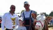 ТРИЈУМФ ЛАРЕ ИЗ МИОНИЦЕ: Смотра говеда сименталске расе одржана у Лајковцу