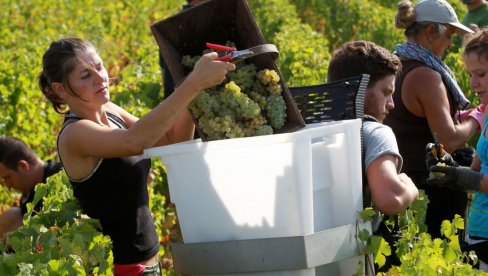 SUNCE DONELO KVALITETNO VINO: Vinogradari mogu biti zadovoljni ovogodišnjim rodom vinskog grožđa