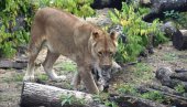 ĆUTANJE PLATIO OTKAZOM: Uginuli lavići smenili direktora Zoološkog vrta na Paliću
