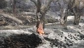 U POŽARU STRADALI MASLINJACI: Uništeno više od 800 stabala u Mrkojevićima