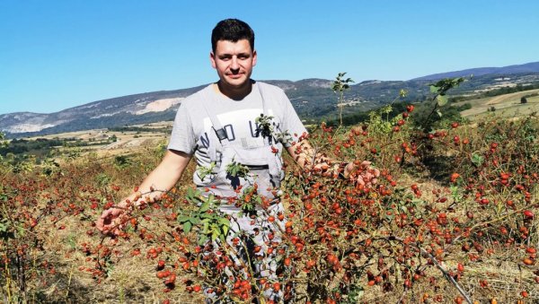 И ШИПАК ЧУВА ДЕДОВИНУ: Млади саобраћајни инжењер из Параћина Ненад Стојковић не одустаје од породичног имања