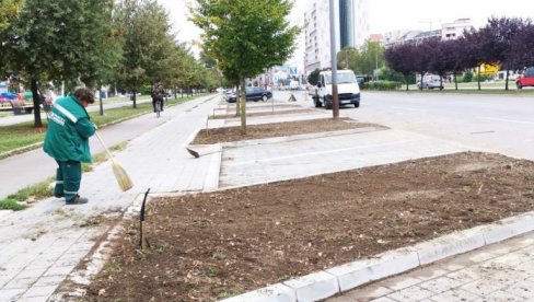 NOVE SADNICE NA DVA BULEVARA: JKP „Gradsko zelenilo“ nastavlja sa ozelenjavanjem novosadskih ulica