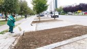 НОВЕ САДНИЦЕ НА ДВА БУЛЕВАРА: ЈКП „Градско зеленило“ наставља са озелењавањем новосадских улица