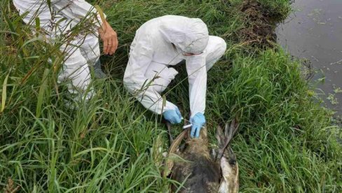PTIČJI GRIP UBIO LABUDOVE: Utvrđeno da je za uginule ptice u Beljarici kobna avijarna influenca