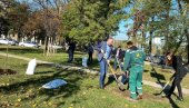 ZA ZELENIJI SAVSKI VENAC: U Ulici Andre Nikolića posađeno deset novih stabala javora