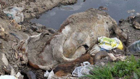 KORAK BLIŽE REŠAVANJU PROBLEMA: Subotica gradi objekat za sakupljanje životinjskog otpada