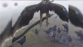 ОРАО КРСТАШ ПОНОВО ИЗНАД ДЕЛИБЛАТСКЕ ПЕШЧАРЕ: Ретка и угрожена птица грабљивица поново у резервату природе (ФОТО)