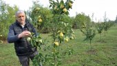 UMESTO ŽITA ZASADI DUNJE I ARONIJE: Mnogobrojni ratari u Semberiji i Majevici odlučuju sve češće da gaje voće