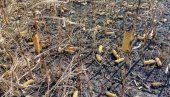 ИЗГОРЕО КУКУРУЗ НА 20 ХЕКТАРА: Због паљења кукурузовине начињена велика штета (ФОТО)
