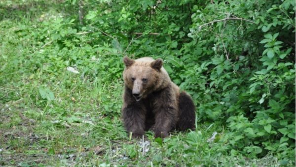 ГРДОСИЈА УХВАЋЕНА НА ТАРИ: Највећи медвед добио посебну опрему - и име великог војсковође