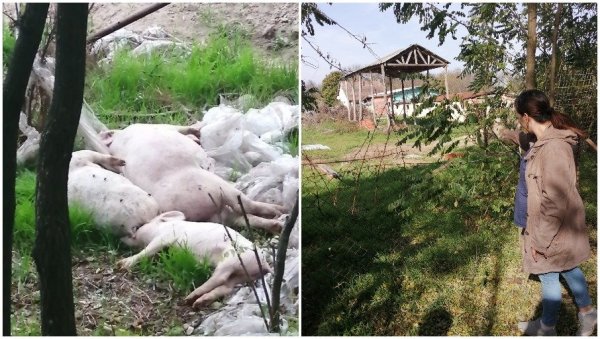 ОБОРИ СЛУТЕ ЗАРАЗУ: Фарма свиња задаје велике муке житељима Макове седмице надомак Суботице