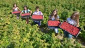 MALINA MANJE, A CENA PADA: Na evropskom tržištu nedostaje velika količina jagodičastog voća, ali se primećuje i pad kupovne moći