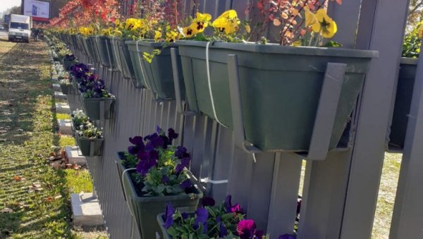 ЗАМЕНА САКСИЈА НА НОВОМ БЕОГРАДУ: Радови у понедељак у Булевару Михајла Пупина