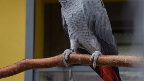 ČIZMICE OD ILEGALNO UVEZENE KOŽE ZAŠTIĆENIH PTICA: Velika zaplena ilegalnog unošenja kože egzotičnih životinja i ptica