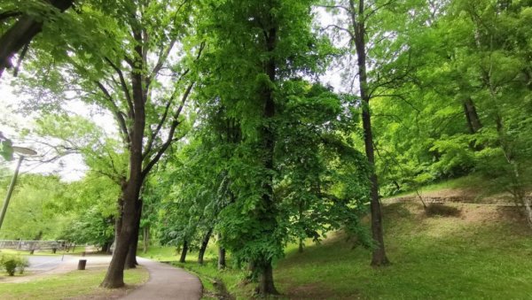 ВАЉЕВСКА БОЛНИЦА У ПЕЋИНИ: У најлепшем делу града на Колубари већина дрвећа је озбиљно болесна