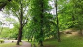 VALJEVSKA BOLNICA U PEĆINI: U najlepšem delu grada na Kolubari većina drveća je ozbiljno bolesna