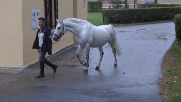 ЕРГЕЛА ЛИПИЦАНЕРА ОД ЧАК 440 ЛЕТА: У најстаријем одгајалишту коња на свету на граници Словеније са Италијом (ФОТО)