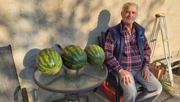 ЛУБЕНИЦЕ НИКЛЕ САМЕ: У Слатини, код Андријевице, све изненадила берба плодова крајем октобра