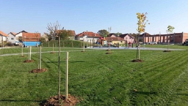 ЗЕЛЕНИ ПОЈАС ЧАЧКА: Посађено 372 стабала аутохтоних врста дрвећа