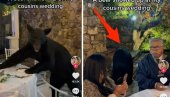 MEDVED NA SVADBI: Viralni snimak sa TikToka - došao na proslavu i popeo se na sto (VIDEO)