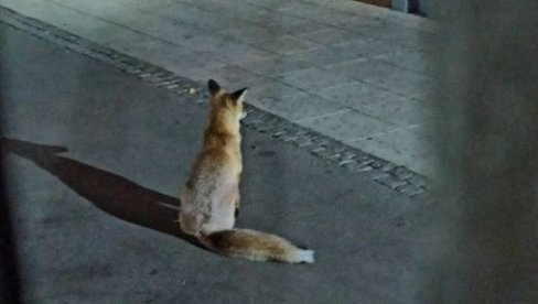 LISICE ŠETAJU GRADOM: Beograđani na ulicama često zatiču divlje životinje